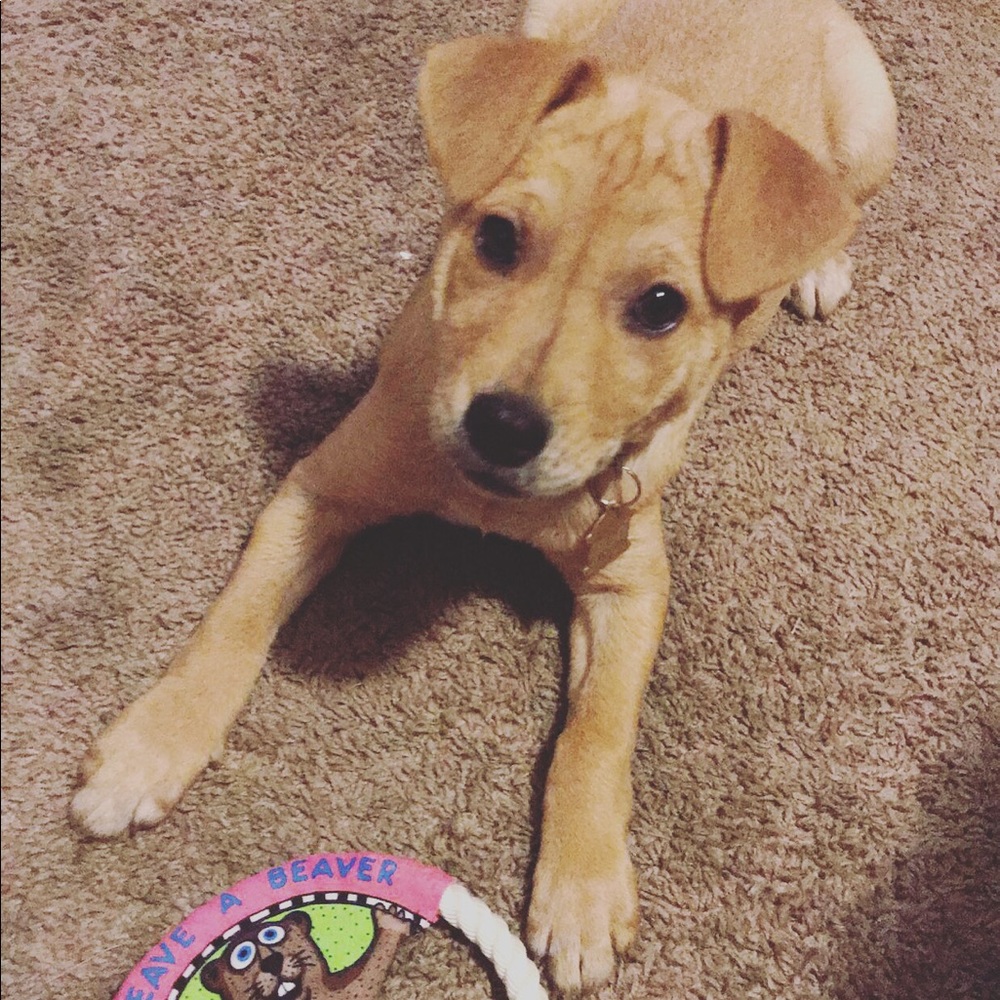 HELP ME ADOPT TACO 🌮🐶